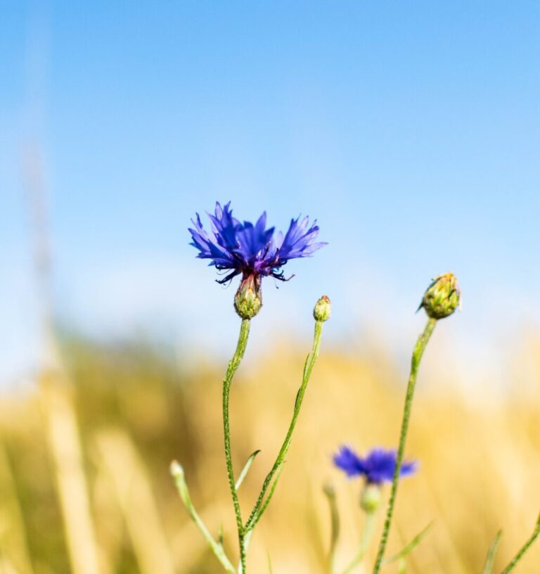 Close-up van een wilde donkerblauwe bloem met wazige achtergrond
