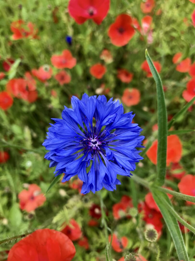 Helderblauwe bloem in het midden van de afbeelding, scherp in focus, met een wazige achtergrond vol papavers