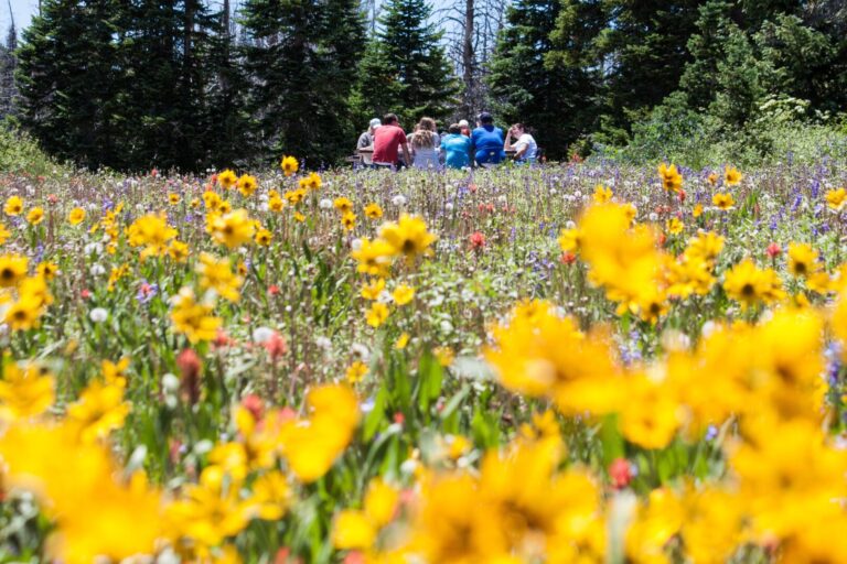 Wazige gele bloemen op de voorgrond met een groep mensen op de achtergrond rond een picknicktafel, genietend van de natuur en de zon