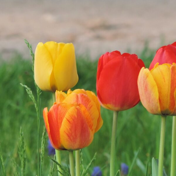 Vijf tulpen in rode, gele en oranje tinten voor een achtergrond van gras