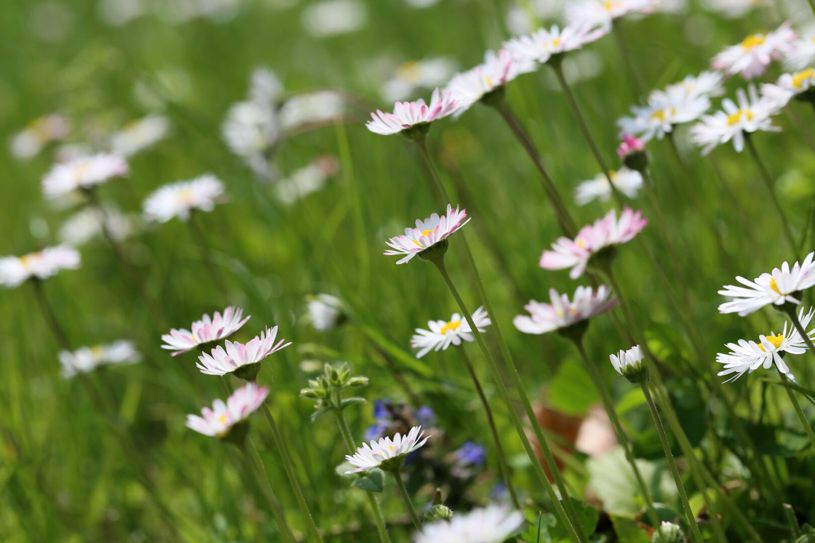 closeup bloemen in een veld