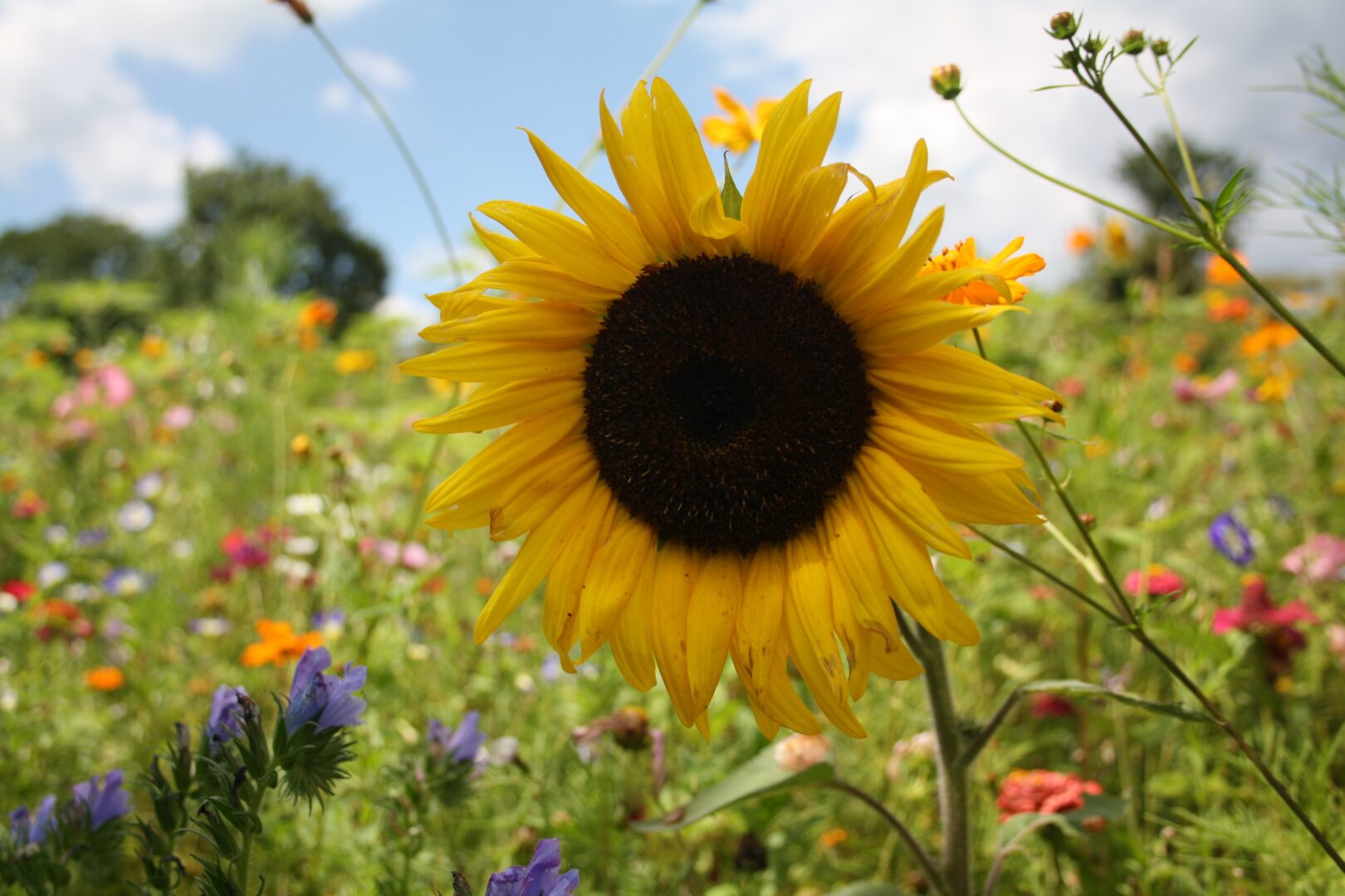 Portret van een zonnebloem van dichtbij, met een vage achtergrond van gras en kleine wilde bloemen