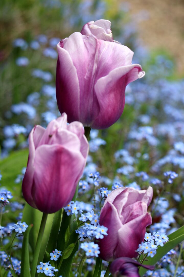 Close-up van drie roze tulpen omringd door kleine blauwe bloemetjes