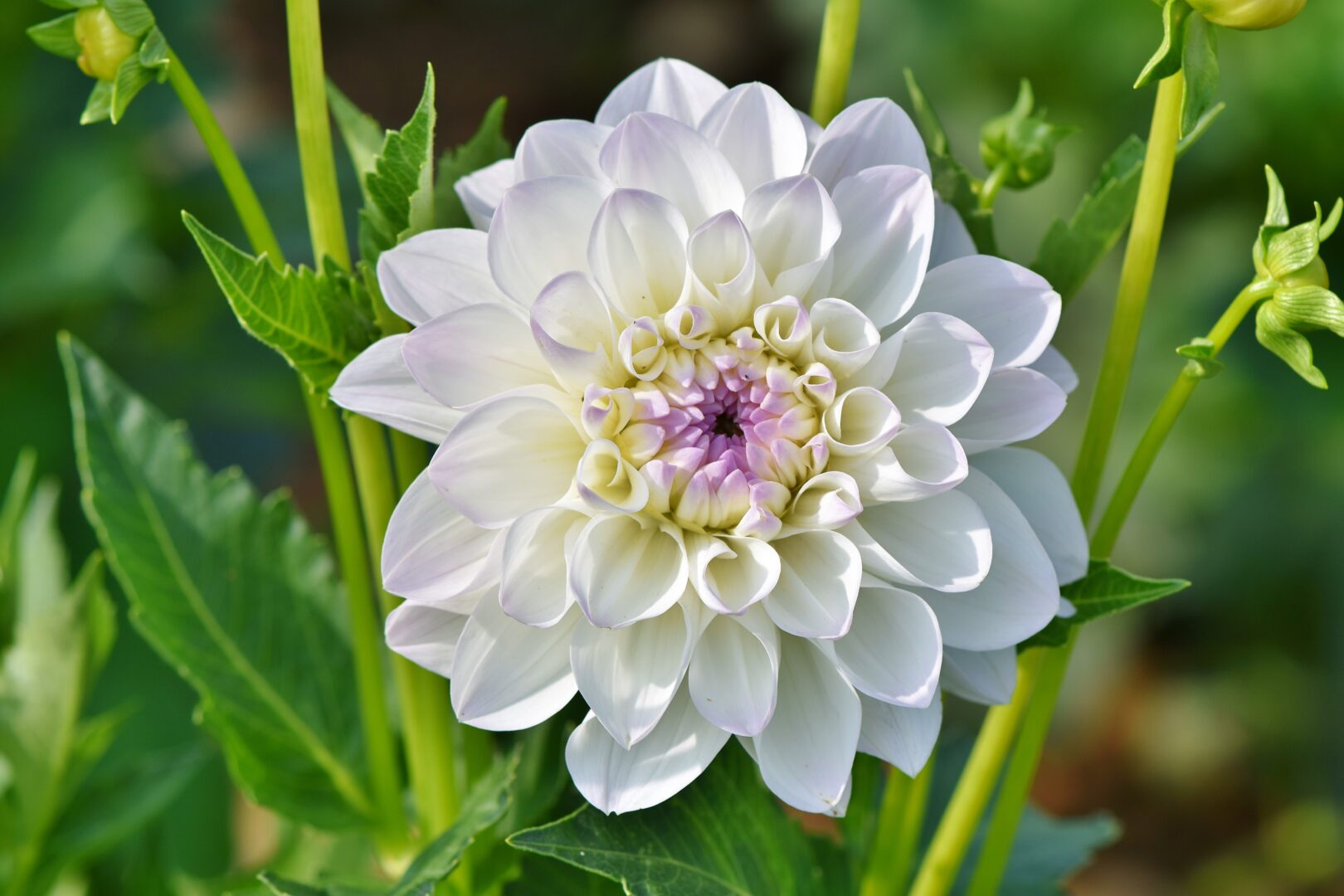 Close-up van een dahlia