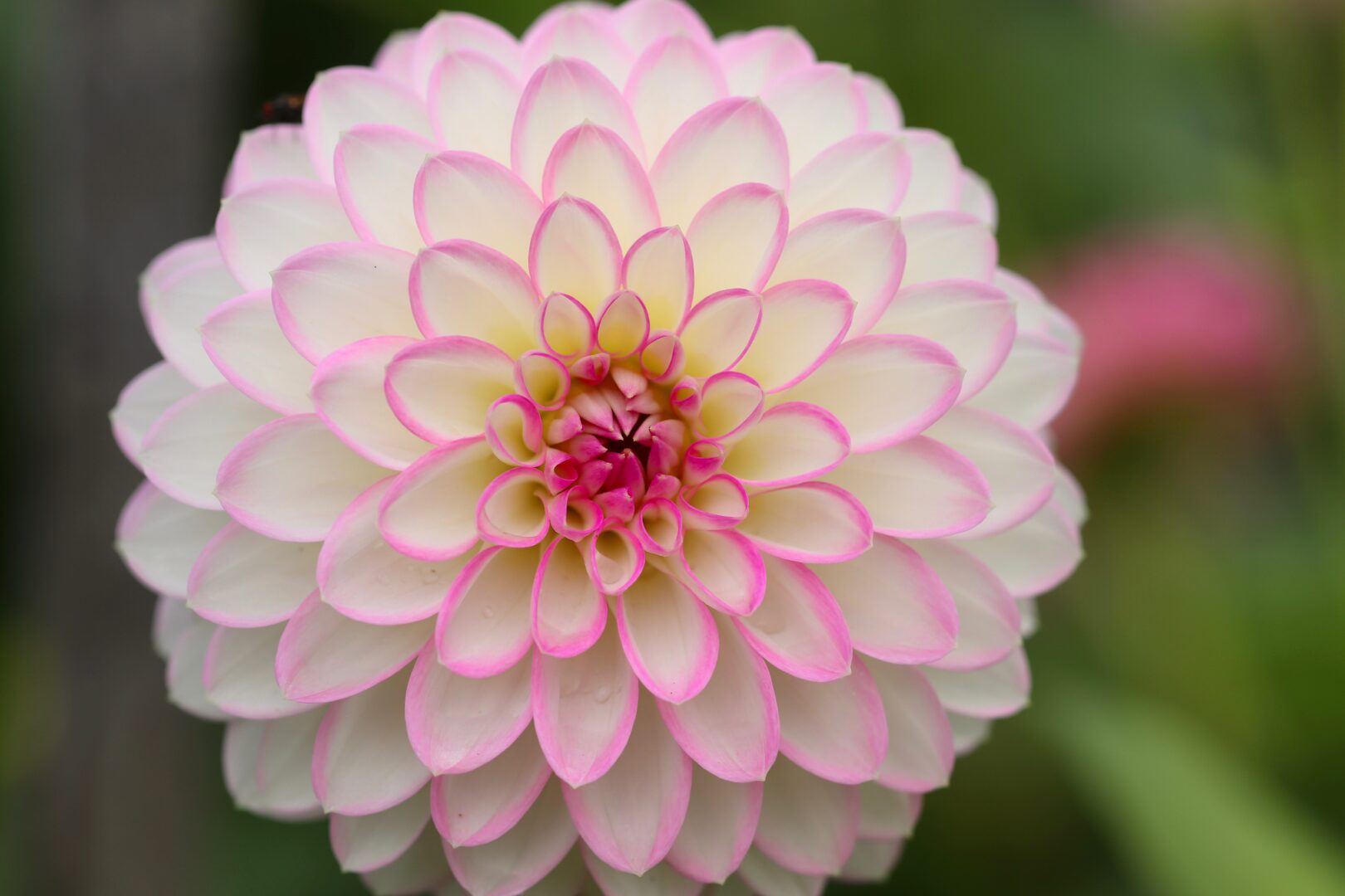 Close-up van een dahlia